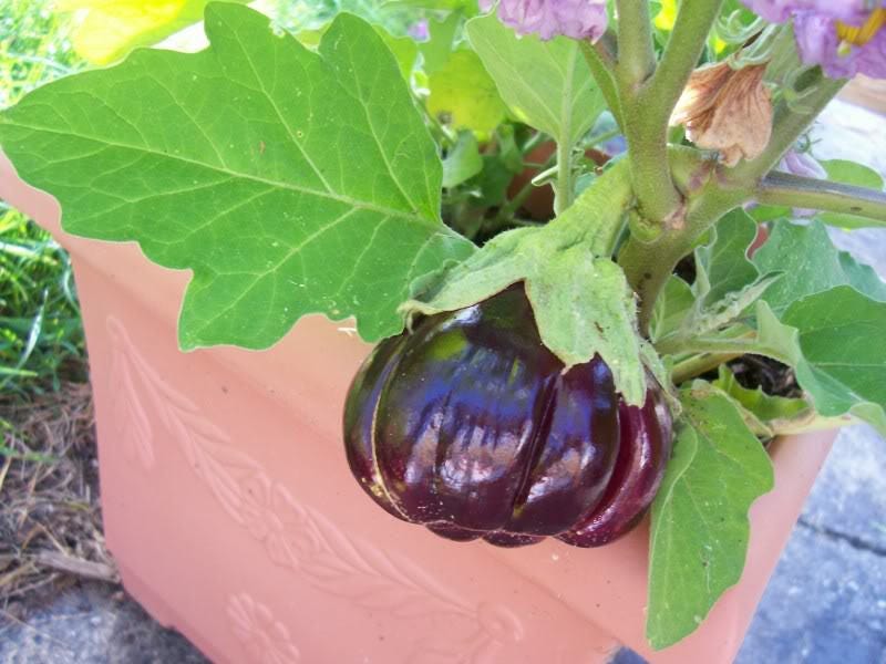 25 semillas de berenjena roja rizada (calabaza en palo), comestibles y ornamentales, de Solanum melongena