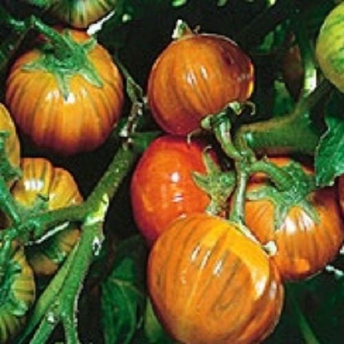 25 Semillas de hortalizas de frutas y hortalizas de naranja turca Scarlet Solanum Aethiopicum