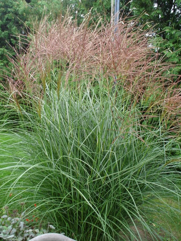 10 RED MAIDEN GRASS Miscanthus Sinensis Plumes Ornamental Flower Seeds