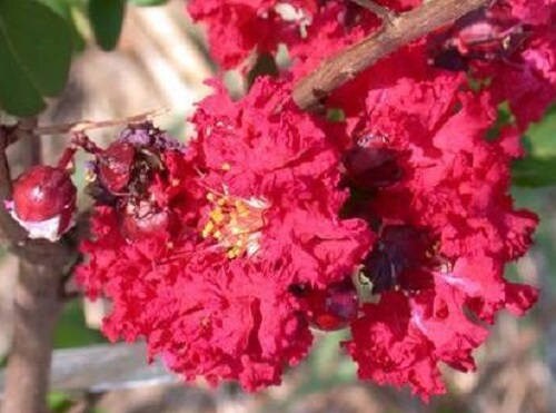 35 semillas de mirto rojo (Lagerstroemia Indica), arbusto floreciente, árbol pequeño.