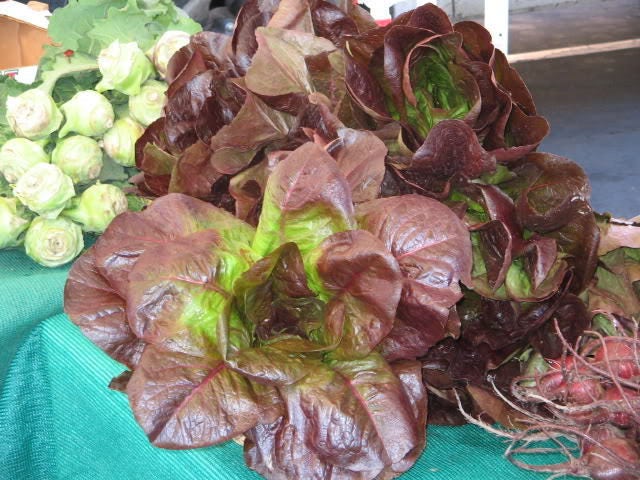 3000 Semillas de lechuga romana roja Lactuca sativa *Envío fijo