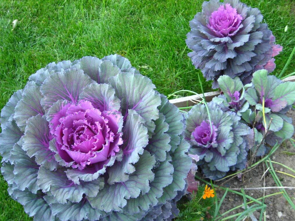 50 semillas de col ornamental mixta (Brassica oleracea)