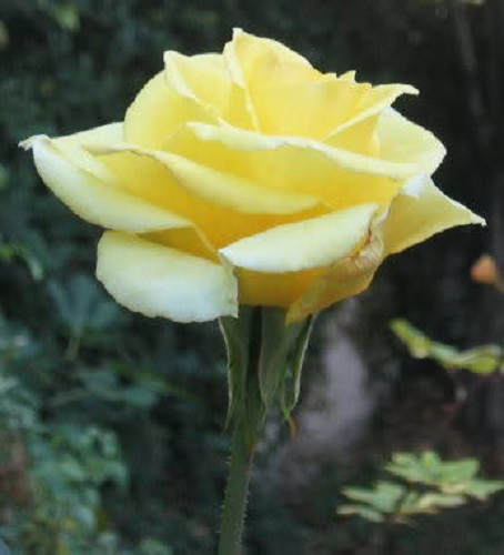 5 semillas de rosa amarilla, arbusto perenne.