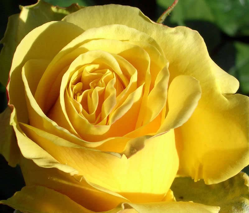 5 semillas de rosa amarilla, arbusto perenne.
