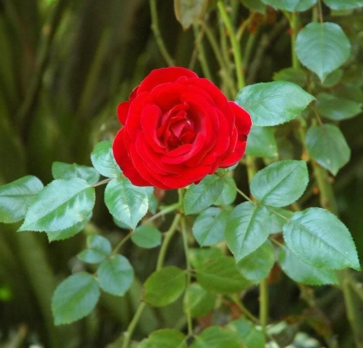 5 semillas de rosa roja, arbusto perenne