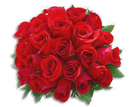 5 semillas de rosa roja, arbusto perenne