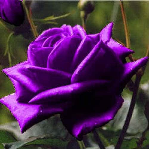 5 semillas de rosa púrpura, arbusto perenne, rosa floribunda