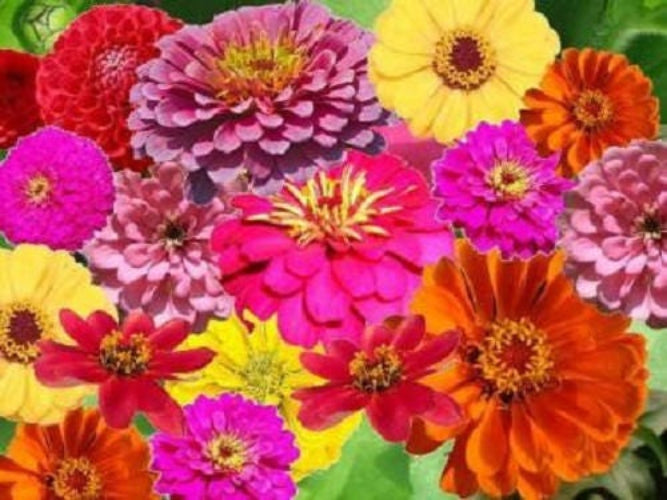 250 semillas de flores ZIN MASTER ZINNIA Mix Elegans de colores mixtos