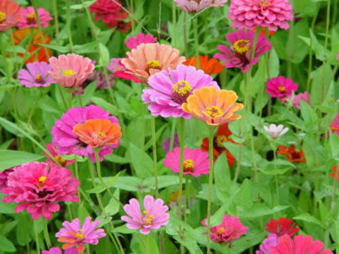 250 semillas de flores ZIN MASTER ZINNIA Mix Elegans de colores mixtos