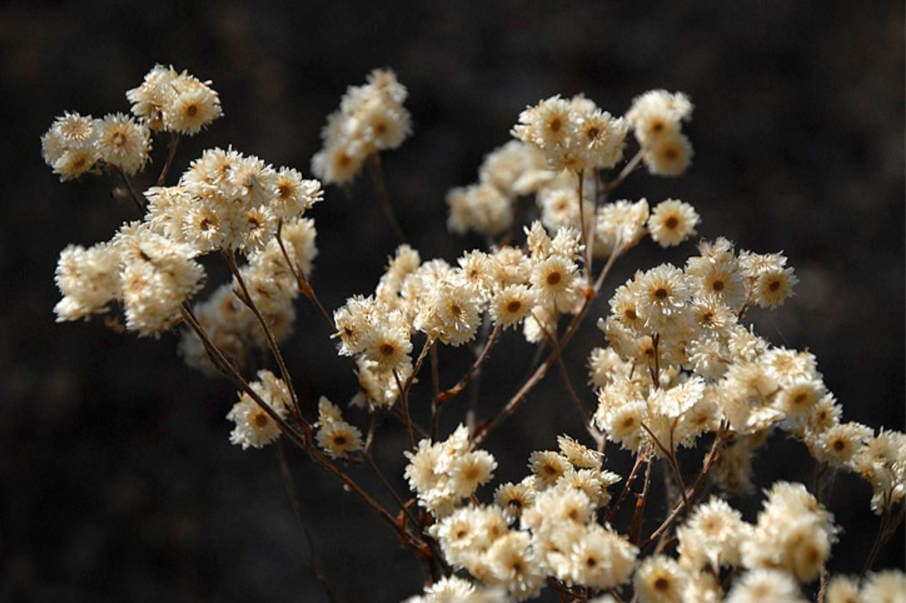 100 White SWEET EVERLASTING Gnaphalium Obtusifolium Butterfly Flower Herb Seeds