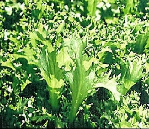 1000 SALAD KING ENDIVE Italian Chicory Greens Cichorium Endivia Vegetable Seeds