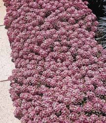 500 semillas de flores de Lobularia Maritima, mezcla de ALYSSUM PASTEL ALFOMBRA dulce