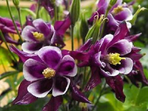 100 semillas de flores de Aquilegia vulgaris de colores mixtos.
