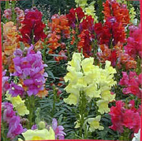 2000 semillas mixtas de Linaria marroquí (Lino de sapo marroquí)