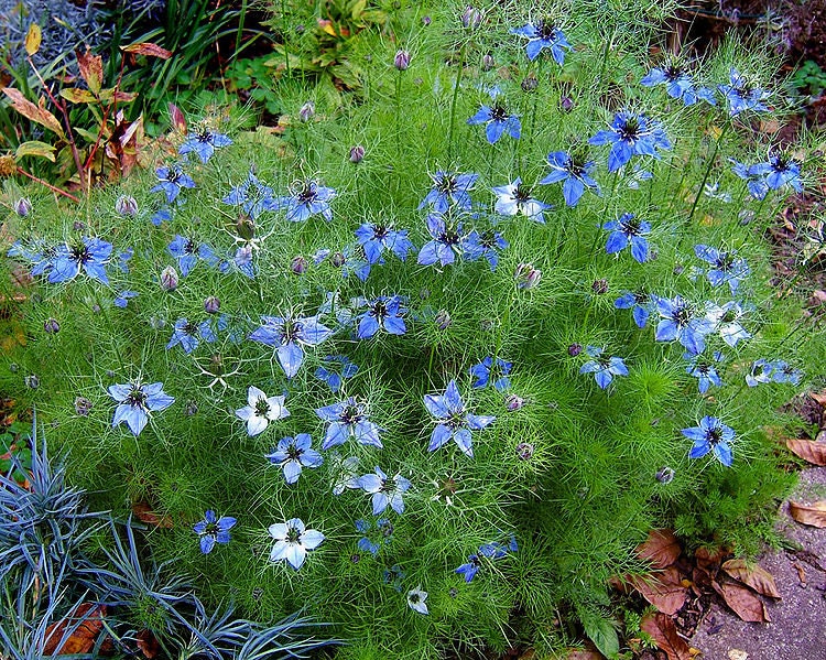 500 LOVE IN A MIST Miss Jekyll Blue ( Fennel Flower ) Nigella Damascena Flower Seeds