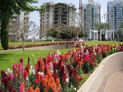 2000 semillas de flores de Antirrhinum Majus (mezcla de corona de boca de dragón)