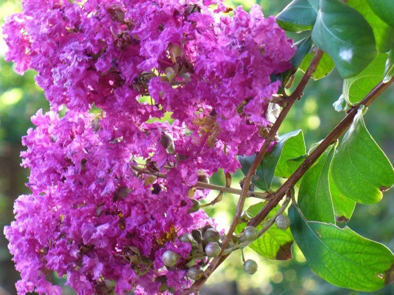 35 semillas de CREPE MYRTLE (Lagerstroemia Indica), arbusto floreciente, árbol pequeño, color lila y morado claro