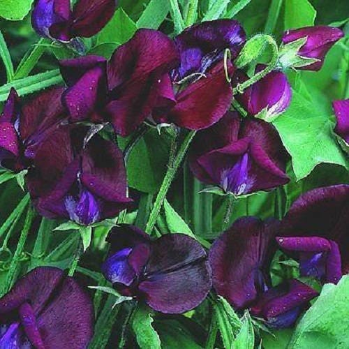10 semillas de guisante de olor Lathyrus odoratus, flor fragante, de Black Knight