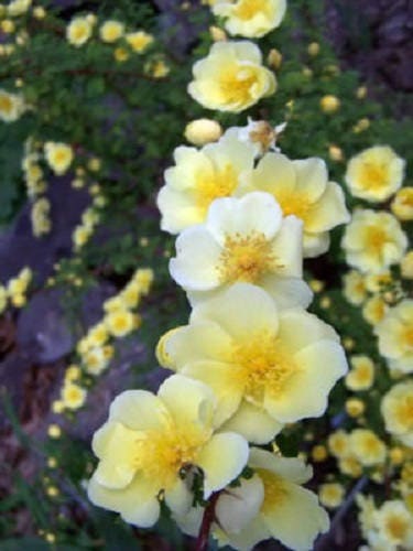 10 semillas de arbusto de flores Rosa Hugonis de color amarillo dorado