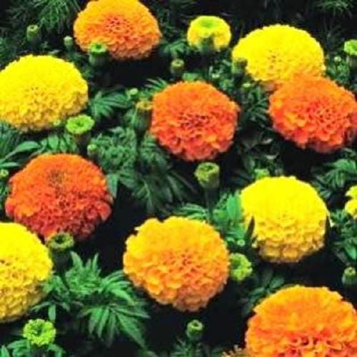 250 semillas de flores de Tagetes erecta de colores mixtos de CALÉNDULA AFRICANA CRACKERJACK