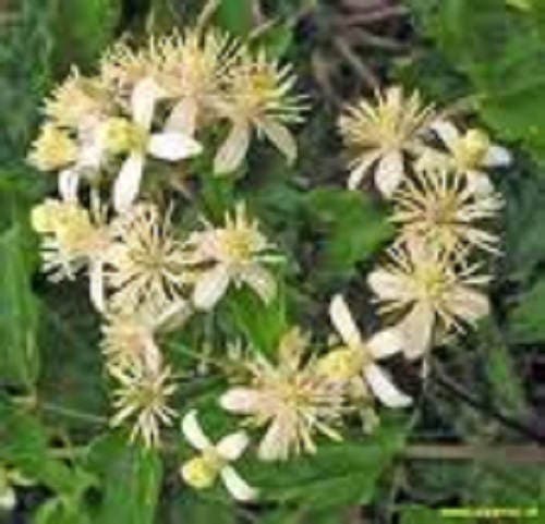 20 WHITE CLEMATIS Virginiana / Virgins Bower Flower Vine Seeds