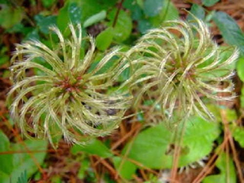 20 WHITE CLEMATIS Virginiana / Virgins Bower Flower Vine Seeds