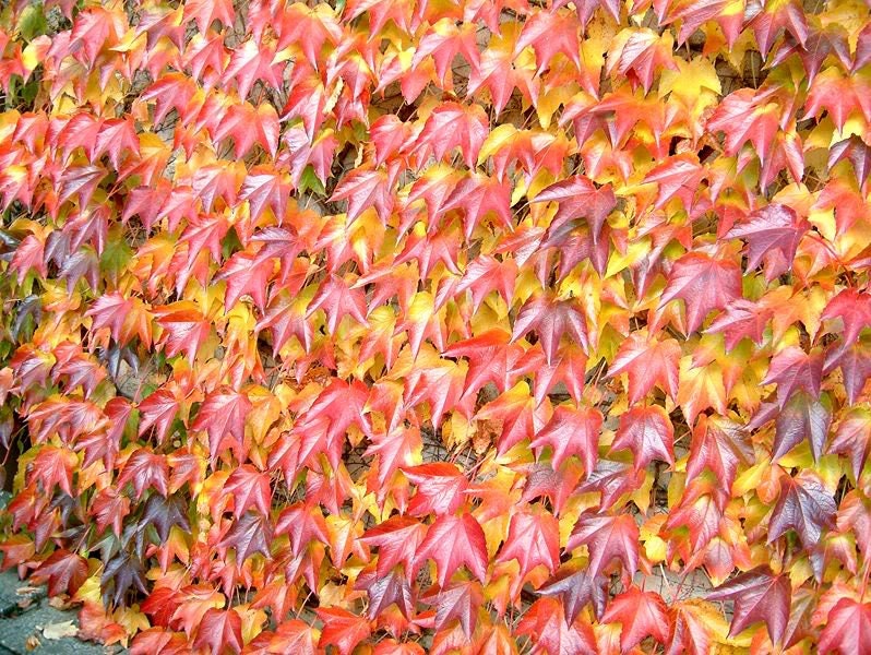 10 BOSTON IVY ( Bostonian Ivy / Wall Ivy ) Parthenocissus Tricuspidata Veitchii Vine Flower Seeds
