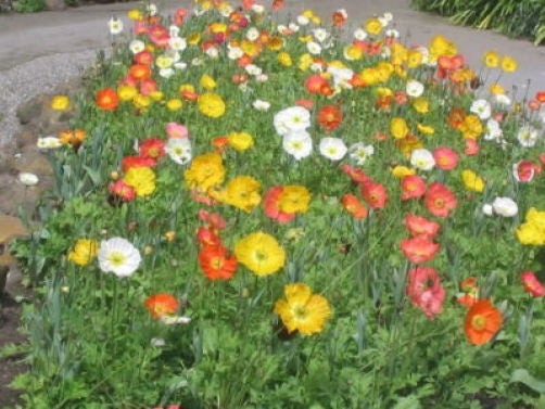 2500 semillas de flores de colores mixtos de Papaver Nudicaule de mezcla de amapola de Islandia