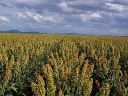 50 SORGO MENNONITA Semillas de hortalizas de grano bicolor de sorgo de caña de azúcar