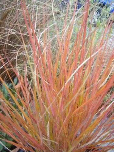 50 semillas de hierba de cola de faisán, caña de plumas, Stipa arundinacea syn. Anemanthele Lessoniana, de Nueva Zelanda, para césped ornamental.