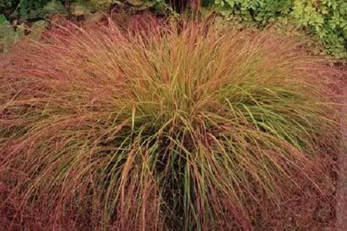 50 semillas de hierba de cola de faisán, caña de plumas, Stipa arundinacea syn. Anemanthele Lessoniana, de Nueva Zelanda, para césped ornamental.