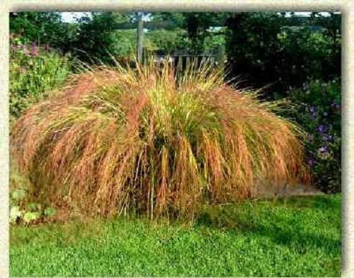 50 semillas de hierba de cola de faisán, caña de plumas, Stipa arundinacea syn. Anemanthele Lessoniana, de Nueva Zelanda, para césped ornamental.