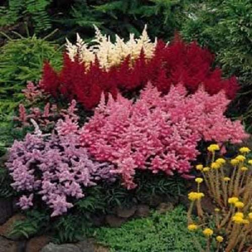 50 colores mixtos ASTILBE BUNTER Astilbe Simplicifolia Tono Rojo Blanco Púrpura Rosa Semillas de flores