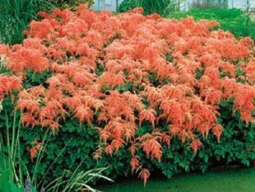 50 colores mixtos ASTILBE BUNTER Astilbe Simplicifolia Tono Rojo Blanco Púrpura Rosa Semillas de flores