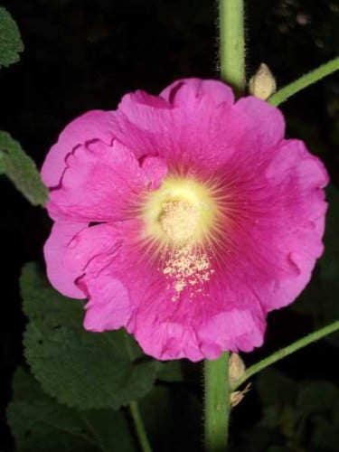 50 colores mezclados HOLLYHOCK COUNTRY ROMANCE Mezcla de semillas de flores de Alcea Rosea