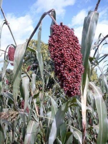 50 Semillas de MAÍZ ESCOBA de colores verticales SORGO BICOLOR Colores mixtos