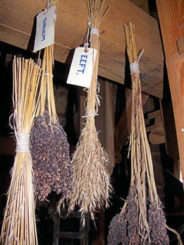 50 Semillas de MAÍZ ESCOBA de colores verticales SORGO BICOLOR Colores mixtos