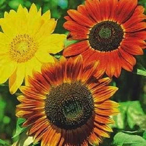 25 semillas de flores de girasol de manta india Helianthus annuus de colores mixtos