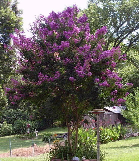 35 semillas de mirto crepe morado, Lagerstroemia Indica, arbusto floreciente, árbol pequeño