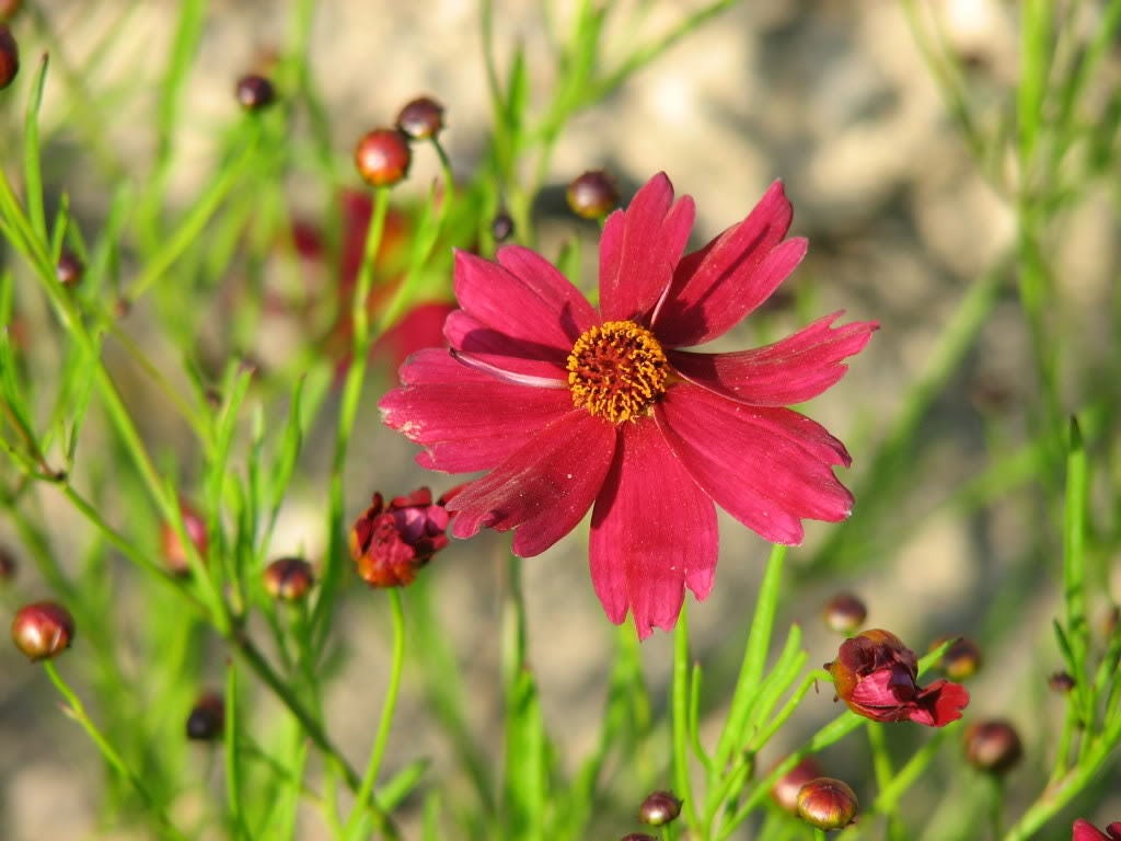 50 semillas de flores de caoba enana roja (COREOPSIS Tinctoria)