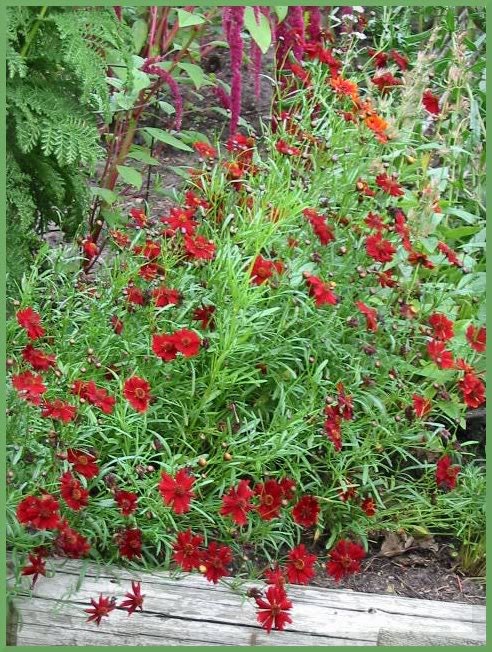 50 semillas de flores de caoba enana roja (COREOPSIS Tinctoria)