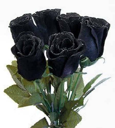 5 semillas de rosal perenne (rosa negra)