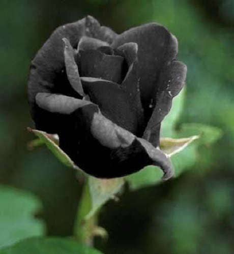 5 semillas de rosal perenne (rosa negra)