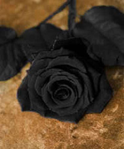 5 semillas de rosal perenne (rosa negra)