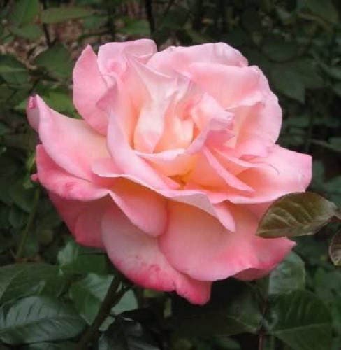 5 semillas de rosa rosa, arbusto perenne