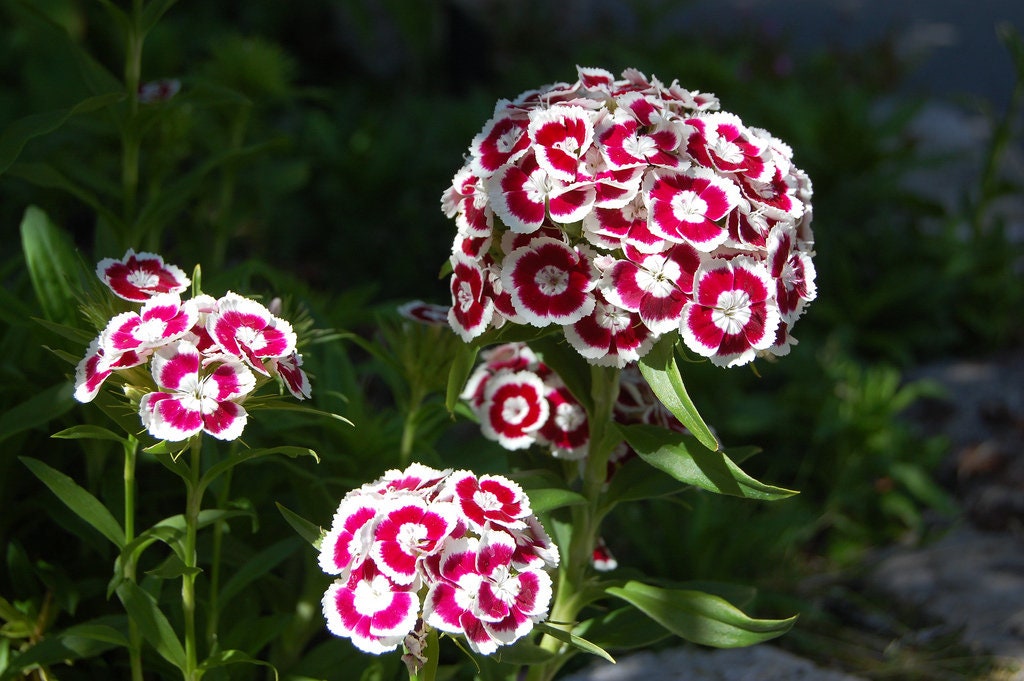 50 semillas de flores de clavel rojo y blanco HOLBORN GLORY DIANTHUS Barbatus