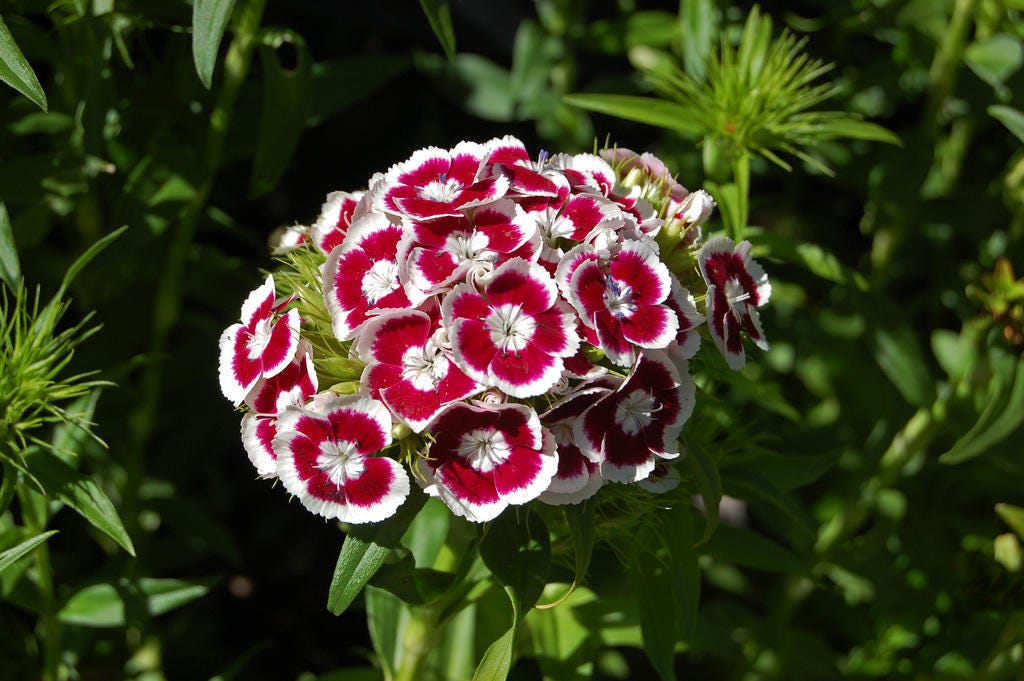 50 semillas de flores de clavel rojo y blanco HOLBORN GLORY DIANTHUS Barbatus