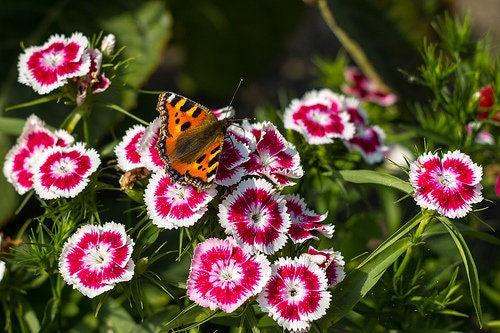 50 semillas de flores de clavel rojo y blanco HOLBORN GLORY DIANTHUS Barbatus