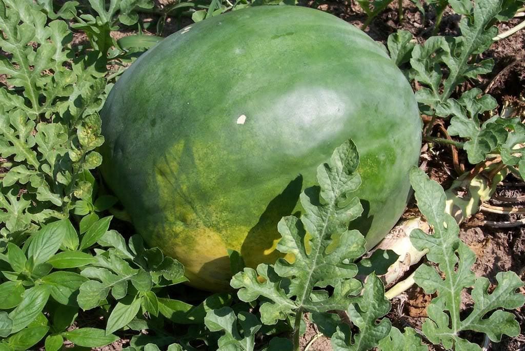 50 semillas de sandía gigante de Florida Cannon Ball Black Diamond Citrullus