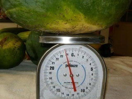 50 semillas de sandía gigante de Florida Cannon Ball Black Diamond Citrullus
